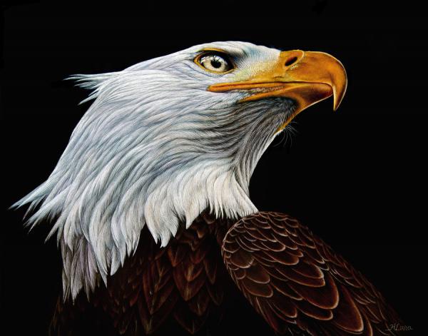 Animal Portrait Paintings by Heather Lara