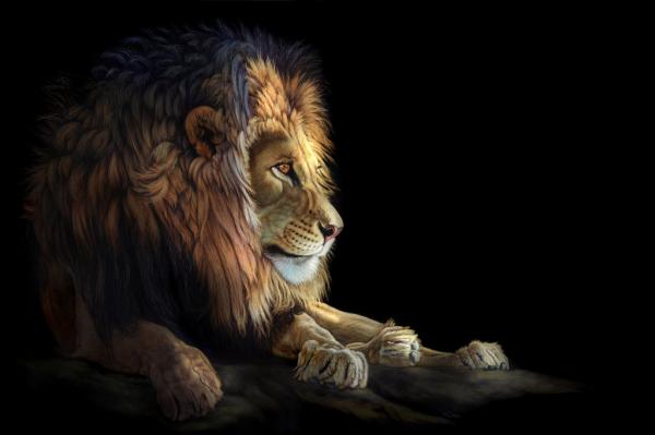 Animal Portrait Paintings by Heather Lara