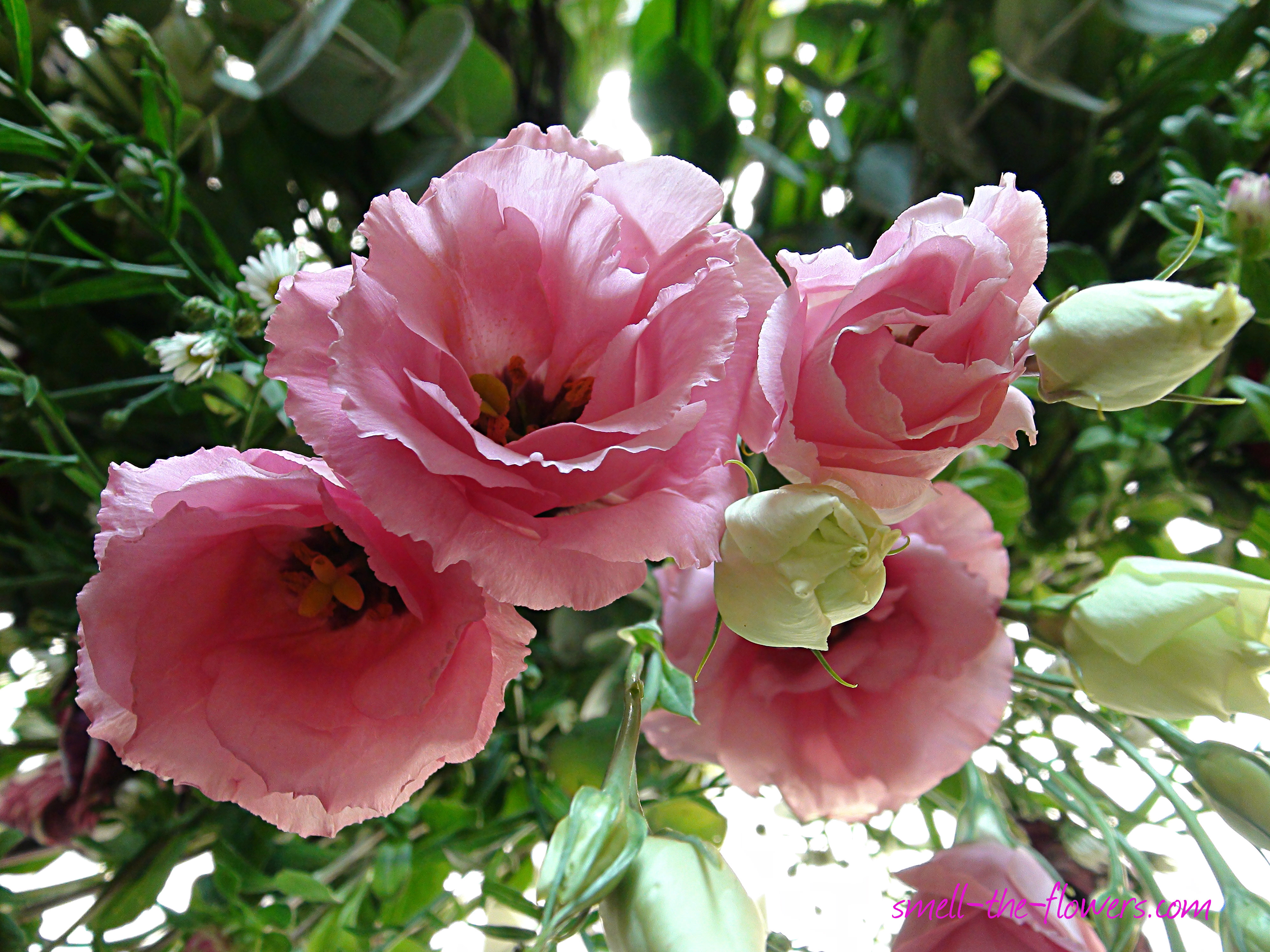 The beauty of Pink flowers