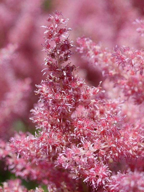 The beauty of Pink flowers