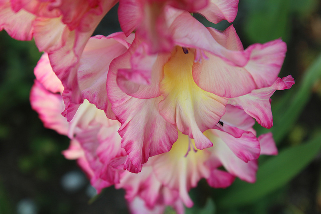 The beauty of Pink flowers
