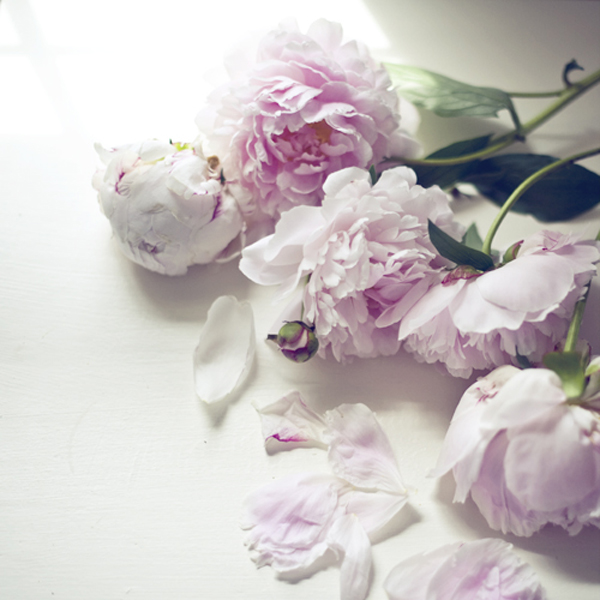 The beauty of Pink flowers