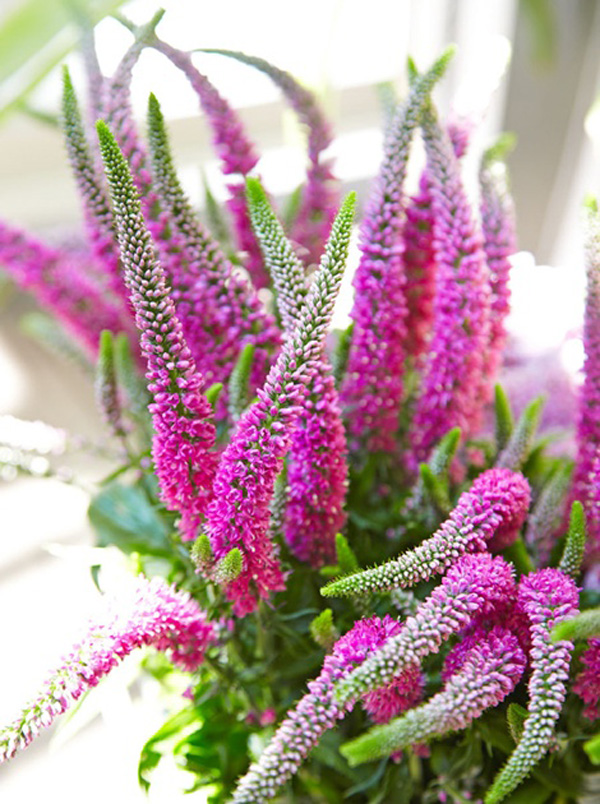 The beauty of Pink flowers