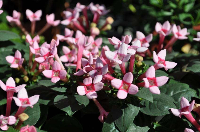 The beauty of Pink flowers