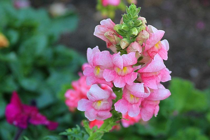 The beauty of Pink flowers