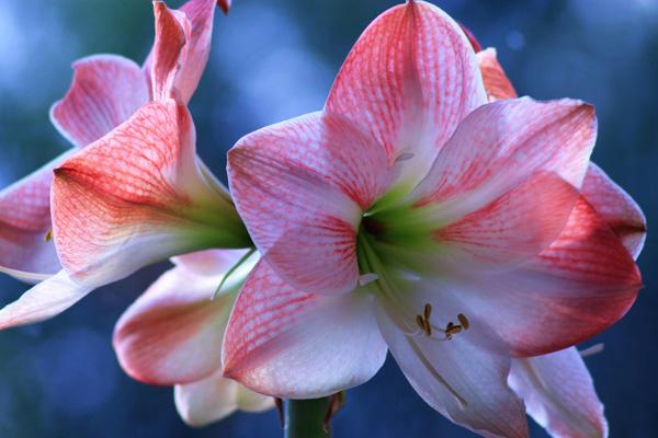 The beauty of Pink flowers