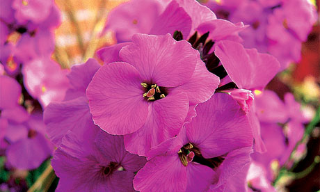The beauty of Pink flowers
