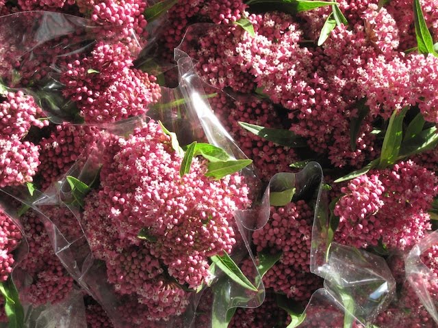 The beauty of Pink flowers
