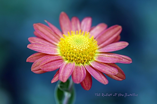 The beauty of Pink flowers