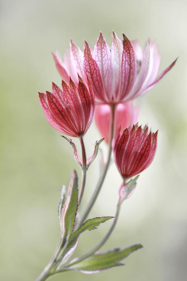 The beauty of Pink flowers