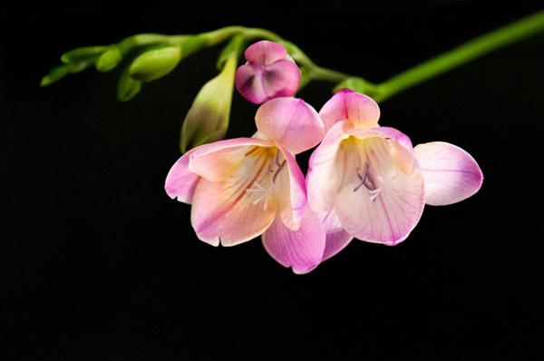 The beauty of Pink flowers