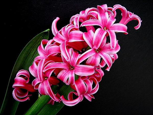 The beauty of Pink flowers