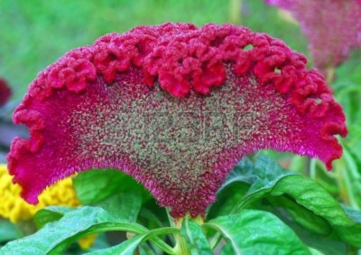 The beauty of Pink flowers