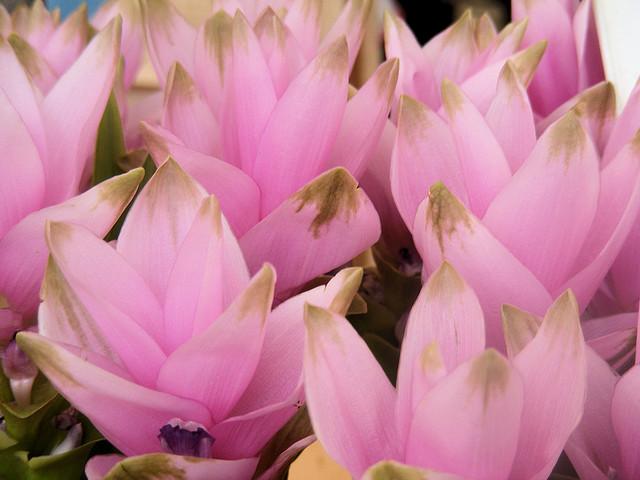 The beauty of Pink flowers
