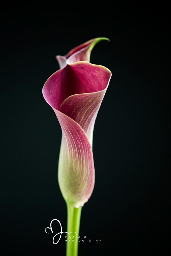 The beauty of Pink flowers
