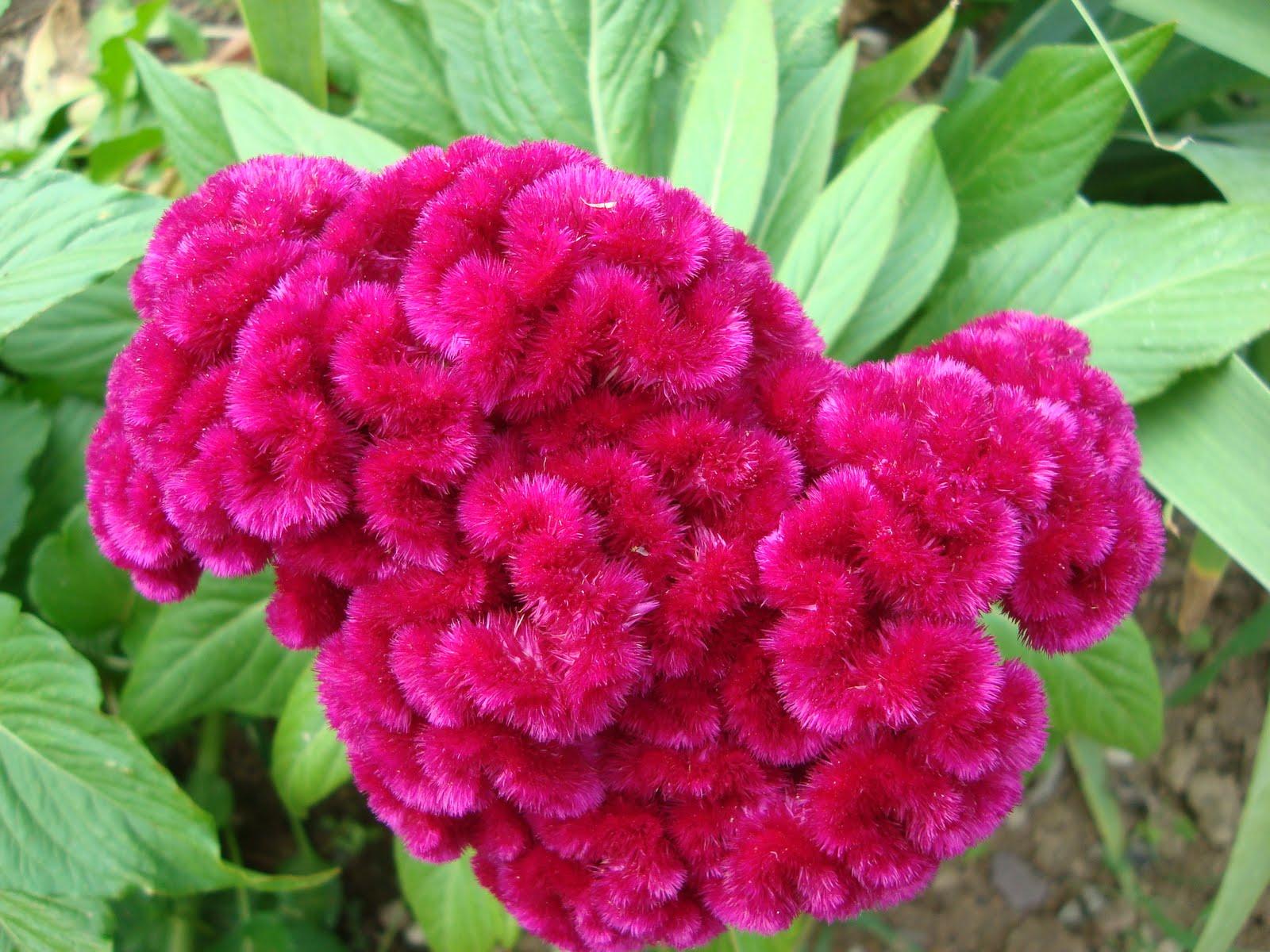 The beauty of Pink flowers