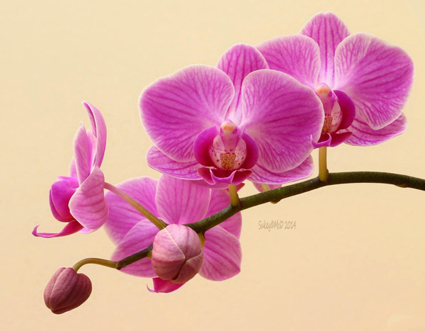 The beauty of Pink flowers