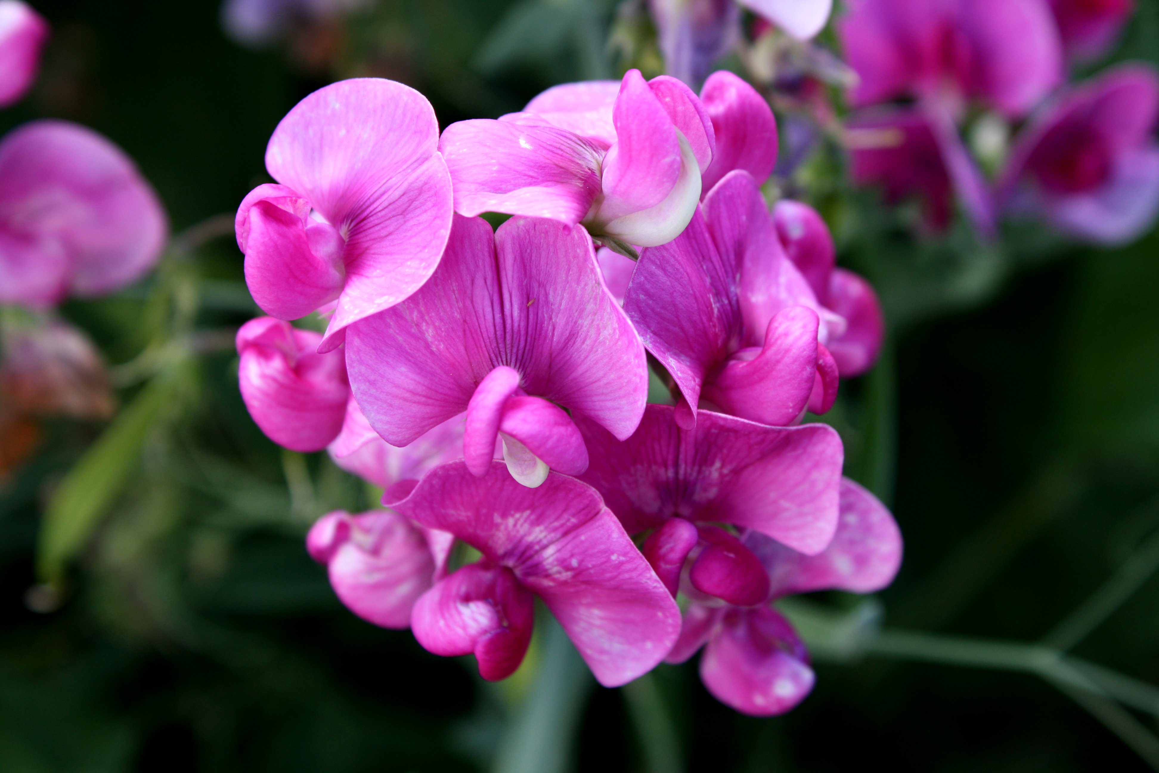 The beauty of Pink flowers