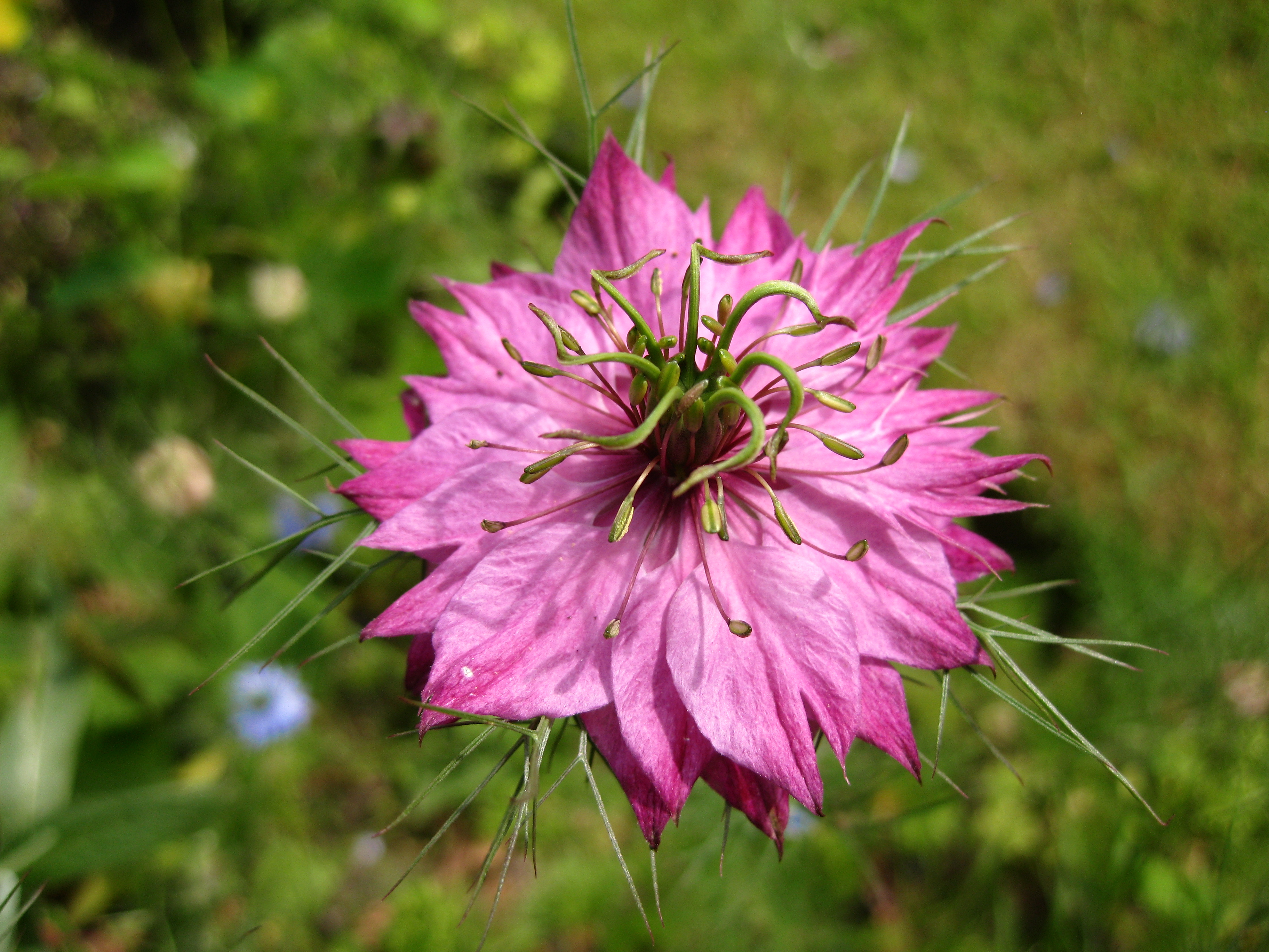 The beauty of Pink flowers