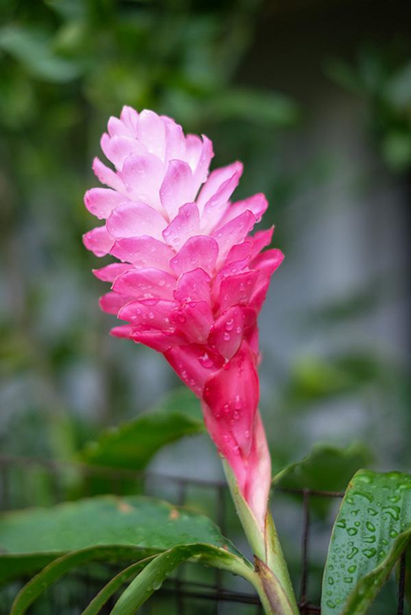 The beauty of Pink flowers