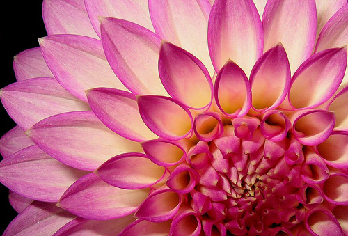 The beauty of Pink flowers