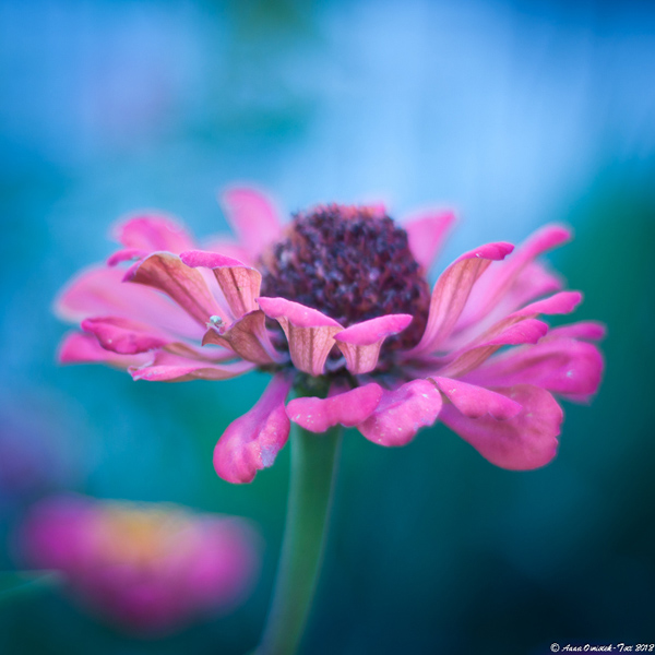 The beauty of Pink flowers