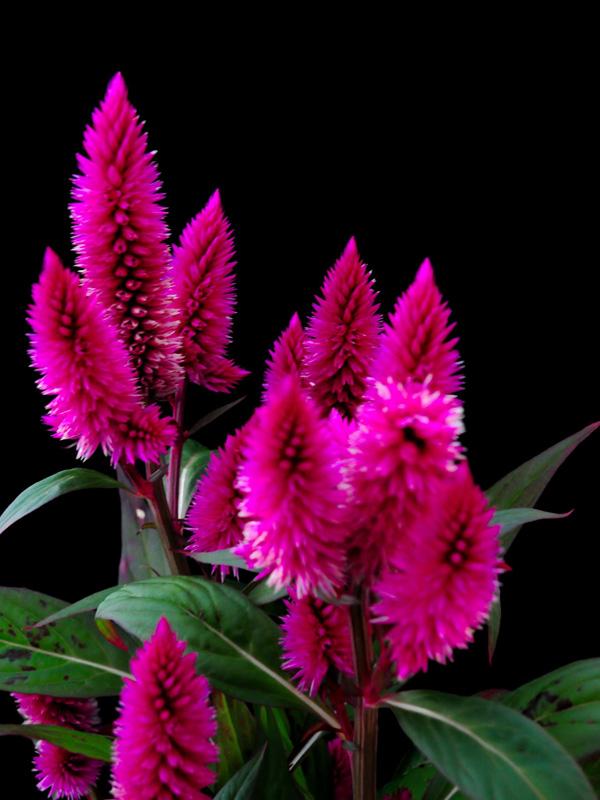 The beauty of Pink flowers