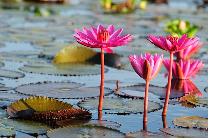 The beauty of Pink flowers