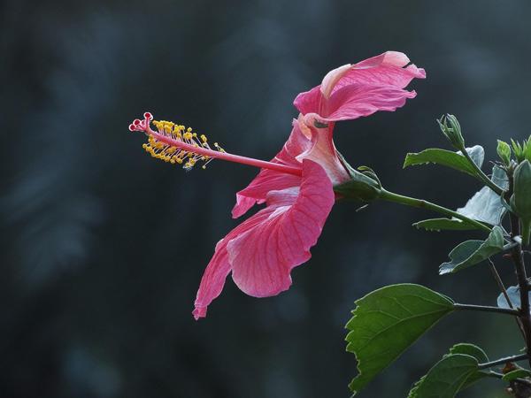 The beauty of Pink flowers
