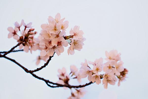 The beauty of Pink flowers