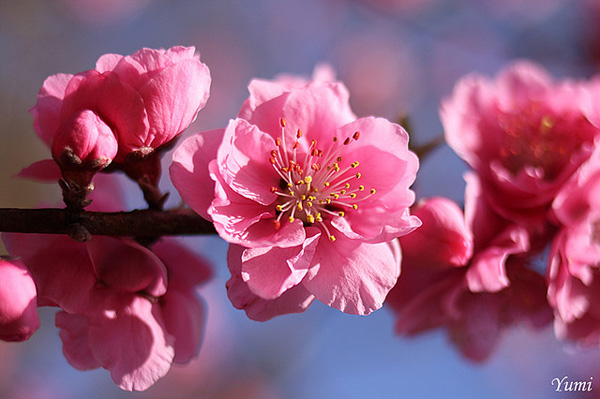 The beauty of Pink flowers