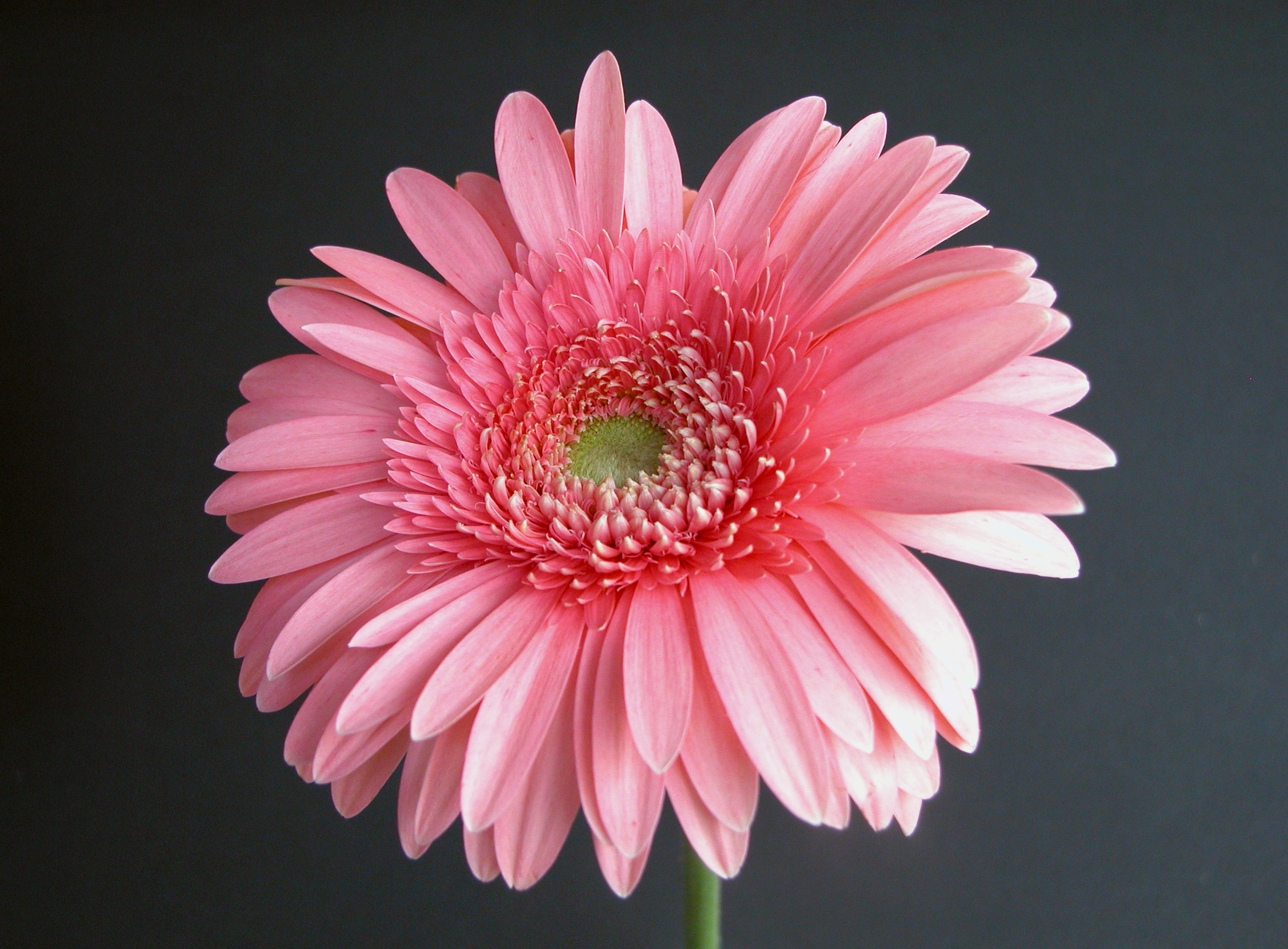 The beauty of Pink flowers