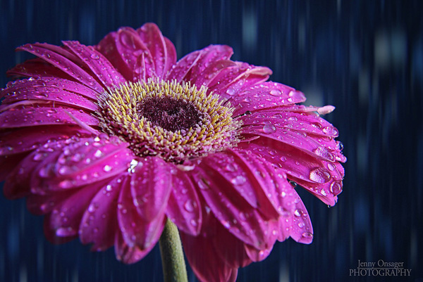The beauty of Pink flowers