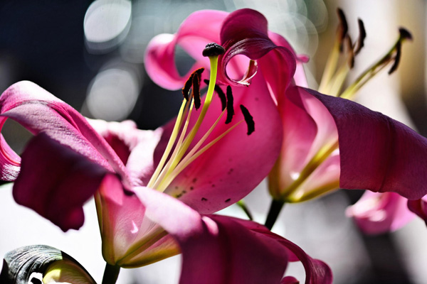 The beauty of Pink flowers
