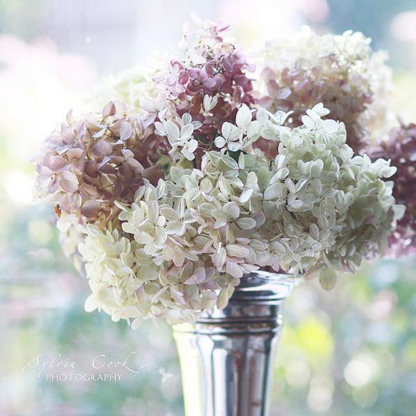 Vintage Flowers by Sylvia Cook