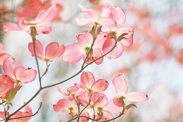 Vintage Flowers by Sylvia Cook
