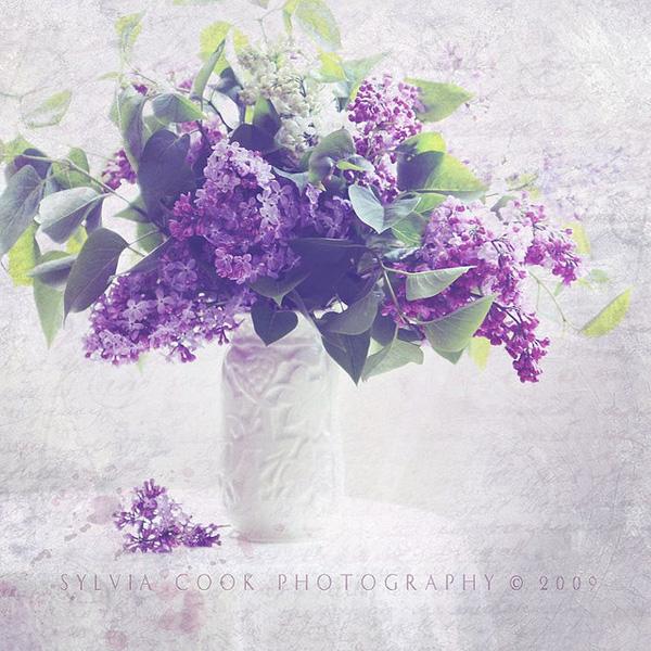 Vintage Flowers by Sylvia Cook