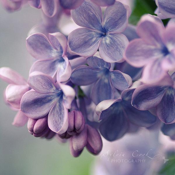 Vintage Flowers by Sylvia Cook
