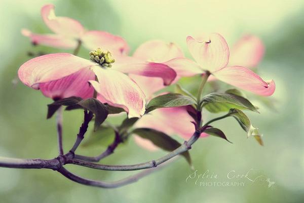 Vintage Flowers by Sylvia Cook