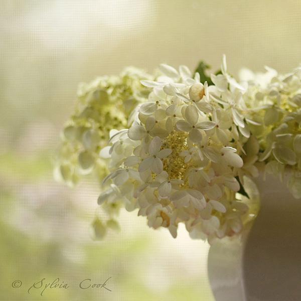 Vintage Flowers by Sylvia Cook