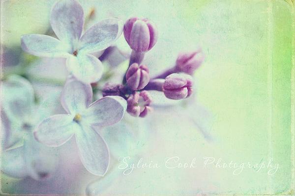 Vintage Flowers by Sylvia Cook