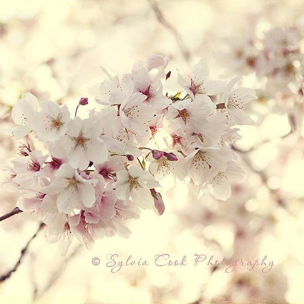 Vintage Flowers by Sylvia Cook
