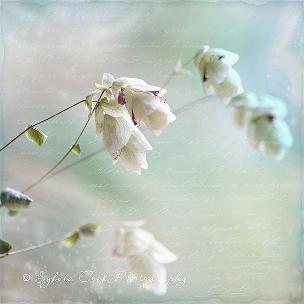 Vintage Flowers by Sylvia Cook