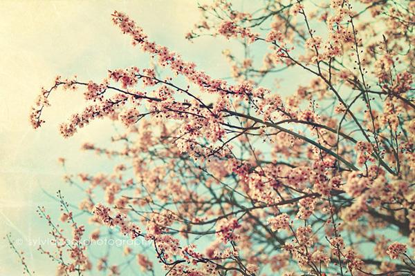 Vintage Flowers by Sylvia Cook