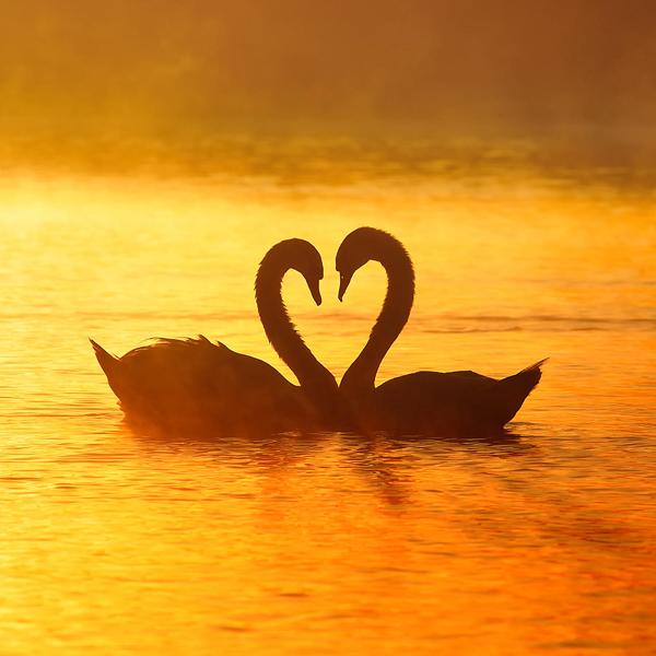 40 Inspiring Love Pictures