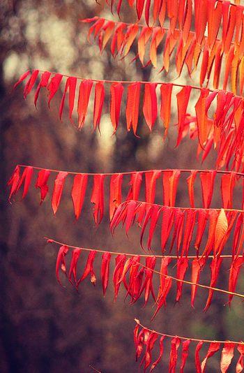 20 Beautiful Fall Pictures