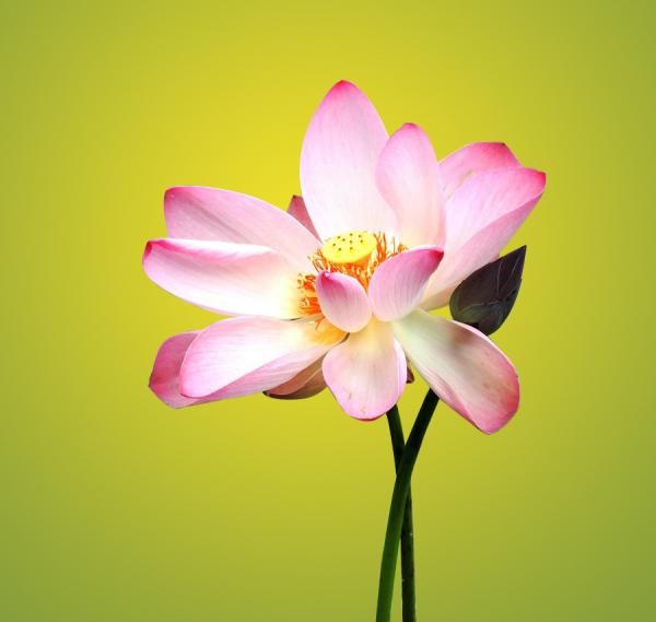 45 Beautiful Louts Flowers
