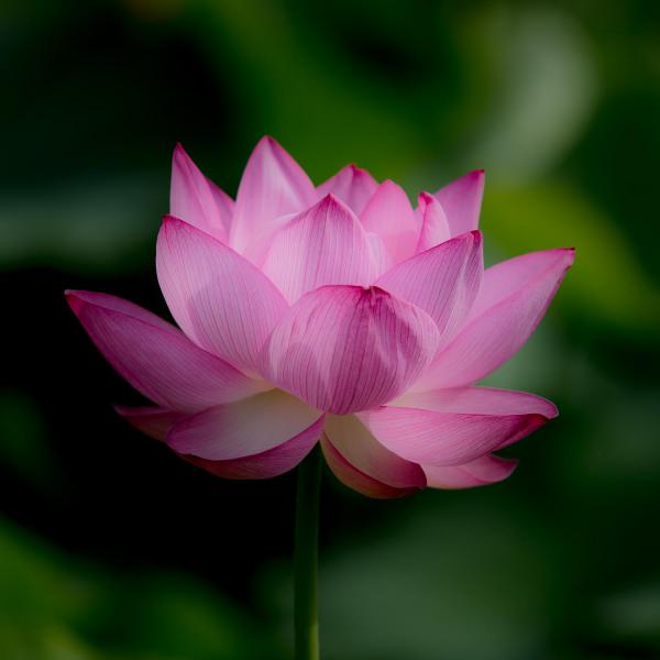 45 Beautiful Louts Flowers