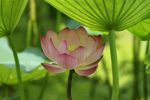 45 Beautiful Louts Flowers