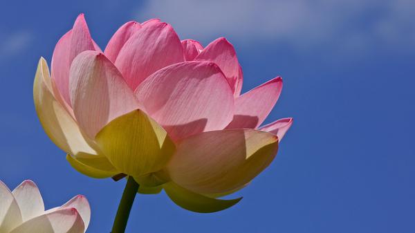 45 Beautiful Louts Flowers